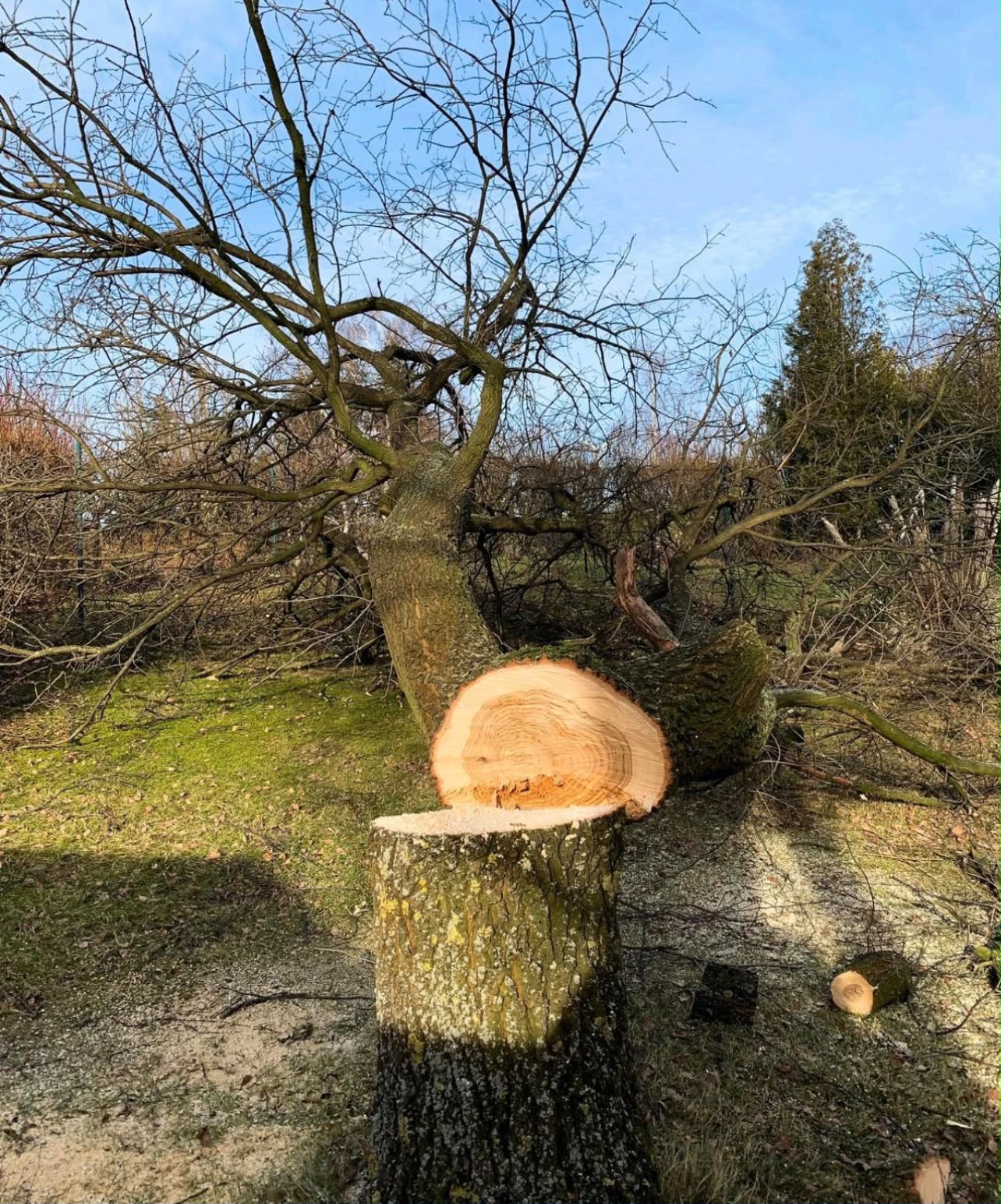 Fachgerechte Baumfällarbeiten